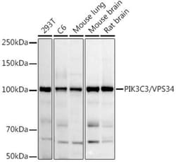 VPS34 Antibody - Azide and BSA Free, Novus Biologicals 0.1 mL; Unconjugated:Antibodies,