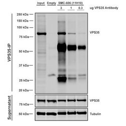 VPS35 Antibody (11H10), Novus Biologicals 100 &mu;g; Unconjugated:Antibodies,