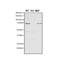 VPS35 Antibody (11H10), Novus Biologicals 100 &mu;g; Unconjugated:Antibodies,