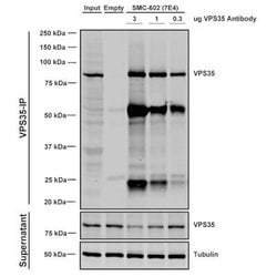 VPS35 Antibody (7E4), Novus Biologicals 100 &mu;g; Unconjugated:Antibodies,
