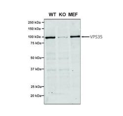 VPS35 Antibody (7E4), Novus Biologicals 100 &mu;g; Unconjugated:Antibodies,