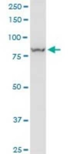 VPS35 Antibody (2D3), Novus Biologicals 0.1 mg, Unconjugated:Antibodies,