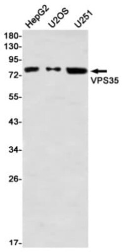 VPS35 Antibody (S03-6E1), Novus Biologicals 50 &mu;g; Unconjugated:Antibodies,