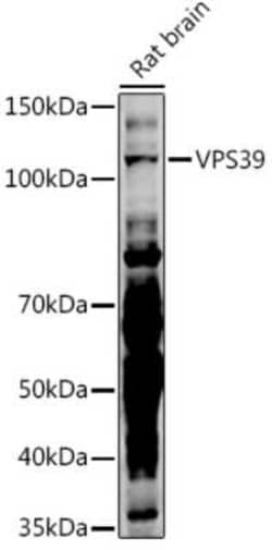 VPS39 Antibody - Azide and BSA Free, Novus Biologicals 0.1 mL; Unconjugated:Antibodies,