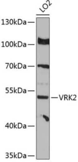 VRK2 Antibody - Azide and BSA Free, Novus Biologicals:Antibodies:Primary