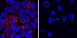 Human VSIG10 Antibody, R D Systems:Antibodies:Primary Antibodies