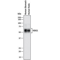 Human VSIG1 Antibody, R D Systems:Antibodies:Primary Antibodies