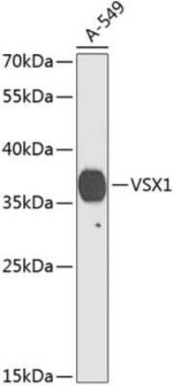 VSX1 Antibody - BSA Free, Novus Biologicals 20 &mu;g; Unconjugated:Antibodies,
