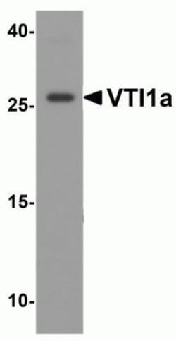 VTI1A Antibody - BSA Free, Novus Biologicals 0.1 mg; Unconjugated:Antibodies,