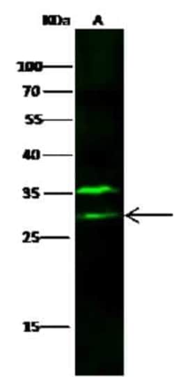 VTI1B Antibody, Novus Biologicals 50 &mu;g, Unconjugated:Antibodies, Polyclonal