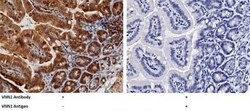 Vanin-1/VNN1 Antibody, Novus Biologicals 100 &mu;g, Unconjugated:Antibodies,
