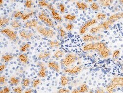 Vanin-1/VNN1 Antibody, Novus Biologicals 100 &mu;g, Unconjugated:Antibodies,