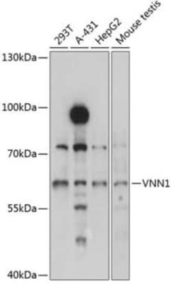 Vanin-1/VNN1 Antibody - Azide and BSA Free, Novus Biologicals 0.1 mL | Buy Online | Novus Biologicals | Fisher Scientific