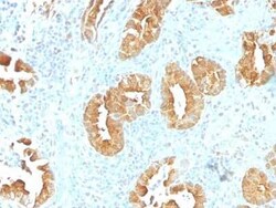 Villin 1 Antibody (VIL1/1314), Novus Biologicals:Antibodies:Primary Antibodies