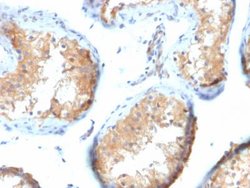Vinculin Antibody (VCL/2573) - Azide and BSA Free, Novus Biologicals 100