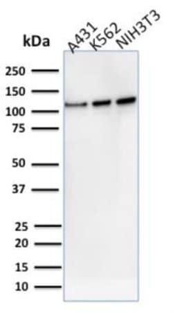 Vinculin Antibody (VCL/2575) - Azide and BSA Free, Novus Biologicals 100