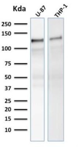 Vinculin Antibody (VCL/2575) - Azide and BSA Free, Novus Biologicals 100