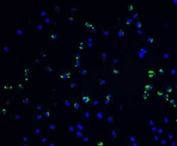 Vinculin Antibody - BSA Free, Novus Biologicals:Antibodies:Primary Antibodies