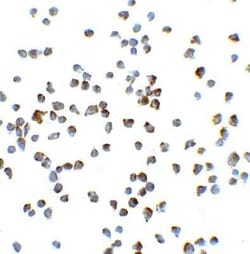 Vinculin Antibody - BSA Free, Novus Biologicals:Antibodies:Primary Antibodies
