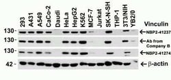 Vinculin Antibody - BSA Free, Novus Biologicals:Antibodies:Primary Antibodies