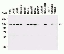Vinculin Antibody - BSA Free, Novus Biologicals:Antibodies:Primary Antibodies