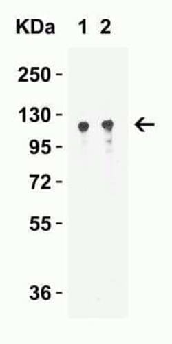 Vinculin Antibody - BSA Free, Novus Biologicals:Antibodies:Primary Antibodies