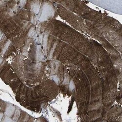 Vinexin Antibody, Novus Biologicals 25 &mu;L | Buy Online | Novus Biologicals | Fisher Scientific