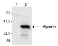 Viperin Antibody, Novus Biologicals 50 &mu;L; Unconjugated:Antibodies,