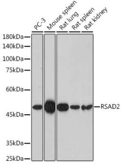 Viperin Antibody - Azide and BSA Free, Novus Biologicals 0.1 mL; Unconjugated:Antibodies,