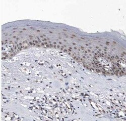 Virilizer Antibody, Novus Biologicals 0.1 mL; Unconjugated:Antibodies,