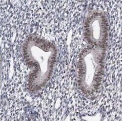 Virilizer Antibody, Novus Biologicals 0.1 mL; Unconjugated:Antibodies,