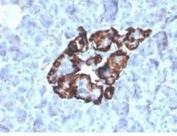 Vitamin D BP Mouse anti-Human, Clone: VDBP/4481, Novus Biologicals 100