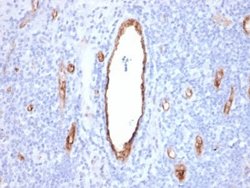 Von Willebrand Factor Mouse anti-Human, Clone: VWF/2480, Novus Biologicals:Antibodies:Primary