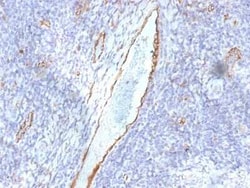 Von Willebrand Factor Antibody (F8/86), Novus Biologicals 20&mu;g; Unlabeled:Antikörper
