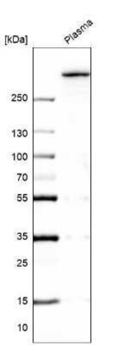 Von Willebrand Factor Antibody, Novus Biologicals 0.1 mL; Unconjugated:Antibodies,