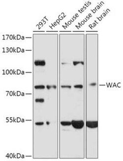 WAC Antibody - Azide and BSA Free, Novus Biologicals 0.1 mL; Unconjugated:Antibodies,