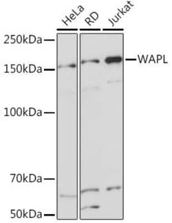 WAPL Rabbit anti-Human, Mouse, Clone: 3Q4G1, Novus Biologicals:Antibodies:Primary