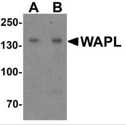WAPL Antibody - BSA Free, Novus Biologicals 0.1 mg | Buy Online | Novus Biologicals | Fisher Scientific