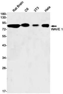 WASF1/WAVE1 Rabbit anti-Human, Mouse, Rat, Clone: S03-5K1, Novus Biologicals 100 &mu;g | Buy Online | Bio-Techne | Fisher Scientific