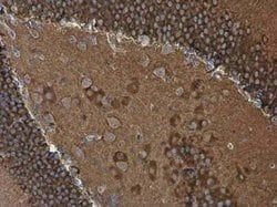 WASF1/WAVE1 Antibody, Novus Biologicals 100 &mu;g; Unconjugated:Antibodies,