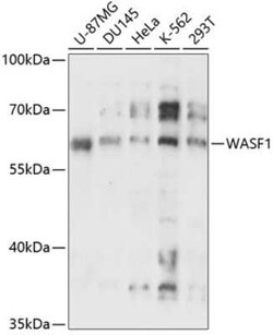 WASF1/WAVE1 Antibody - Azide and BSA Free, Novus Biologicals:Antibodies:Primary