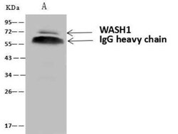 WASHC1 Antibody, Novus Biologicals:Antibodies:Primary Antibodies
