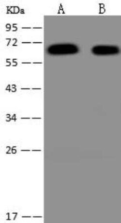 WASHC1 Antibody, Novus Biologicals:Antibodies:Primary Antibodies