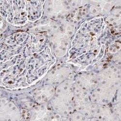 WASP Antibody, Novus Biologicals 25 &mu;L; Unconjugated:Antibodies, Polyclonal