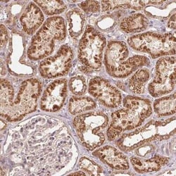 WBP2 Antibody, Novus Biologicals:Antibodies:Primary Antibodies