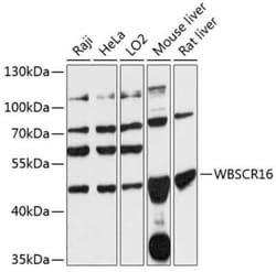 WBSCR16 Antibody - Azide and BSA Free, Novus Biologicals:Antibodies:Primary