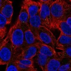 WDFY2 Rabbit anti-Human, Polyclonal, Novus Biologicals 100 &mu;g; Unconjugated:Antibodies,