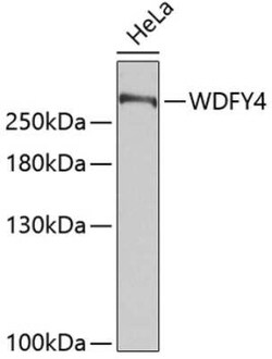WDFY4 Antibody - Azide and BSA Free, Novus Biologicals 0.02 mL, Unconjugated:Antibodies,