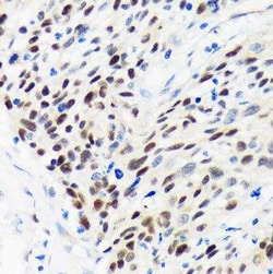 WDHD1 Antibody - Azide and BSA Free, Novus Biologicals 0.02 mL; Unconjugated:Antibodies,