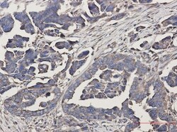 WDR1 Antibody (S01-6D6), Novus Biologicals 50 &mu;g | Buy Online | Novus Biologicals | Fisher Scientific